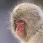 Namensgeber Makakenaffe